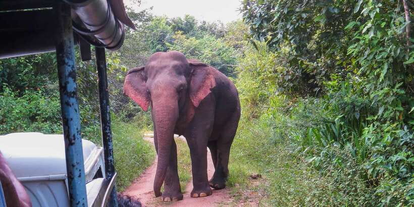 Ahangama: Udawalawe National Park Safari with Hotel Pickup - Practical tips for a smoother day