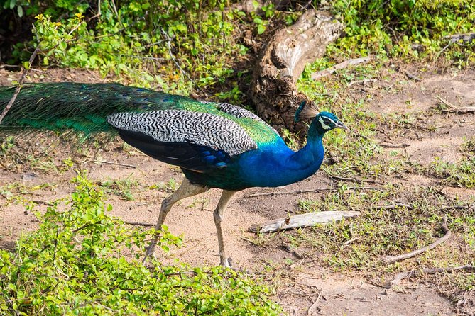 All Inclusive Leopard Nest Treehouse Safari in Yala - The 2:30 pm evening game drive in Yala