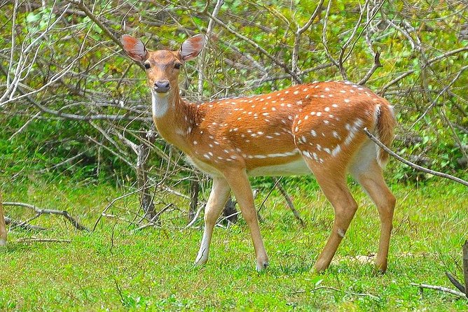 All Inclusive Leopard Nest Treehouse Safari in Yala - What is included, and what still needs checking