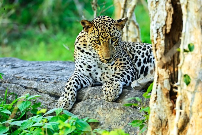 All Inclusive Leopard Nest Treehouse Safari in Yala - Arriving at Leopard Nest around 1:00 pm