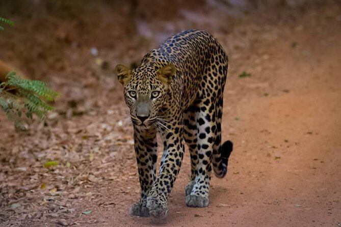 All inclusive leopard safari Wilpattu with guide - Five things to know before booking