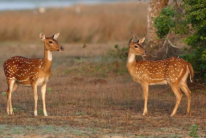 All inclusive leopard safari Wilpattu with guide - Four hours inside Wilpattu National Park