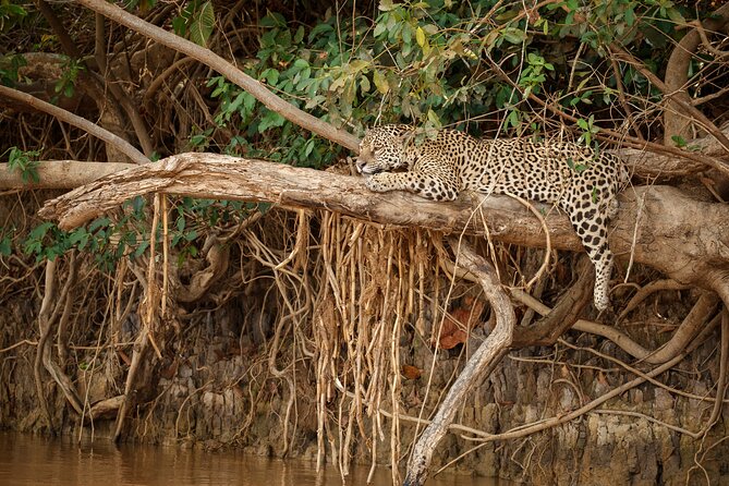 All inclusive leopard safari Wilpattu with guide - Comfort, group size, and the long return