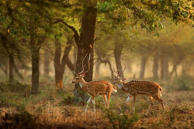 All inclusive leopard safari Wilpattu with guide - Best for wildlife fans and private groups