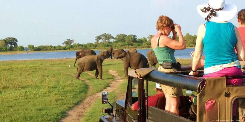 All-Inclusive Minneriya National Park Afternoon Safari - The safari at a glance