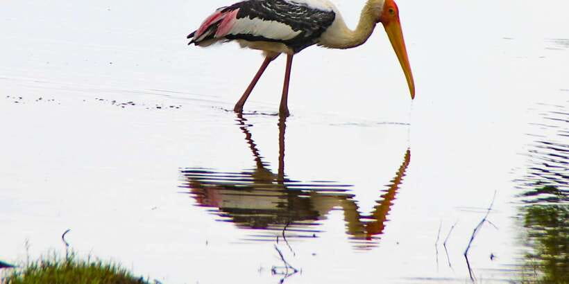 All-Inclusive Minneriya National Park Afternoon Safari - Timing, comfort, and who should book