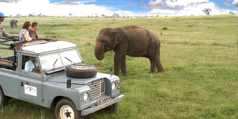 All-Inclusive Minneriya National Park Afternoon Safari - What the three-hour game drive feels like