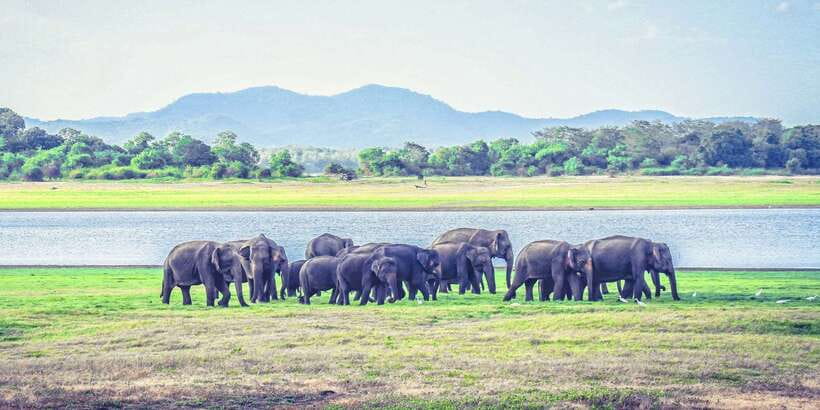 All-Inclusive Minneriya National Park Afternoon Safari - The animals you might see beyond elephants