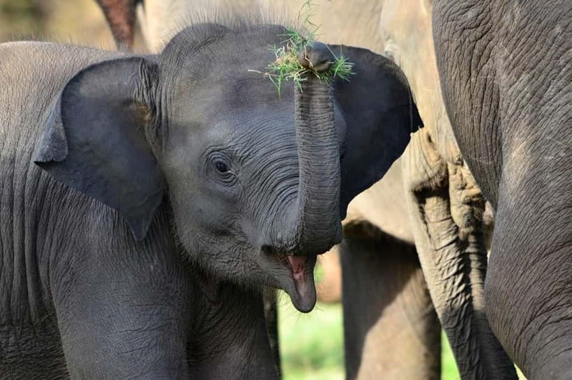 All-Inclusive Minneriya National Park Afternoon Safari - Minneriya or Kaudulla: confirm before you leave