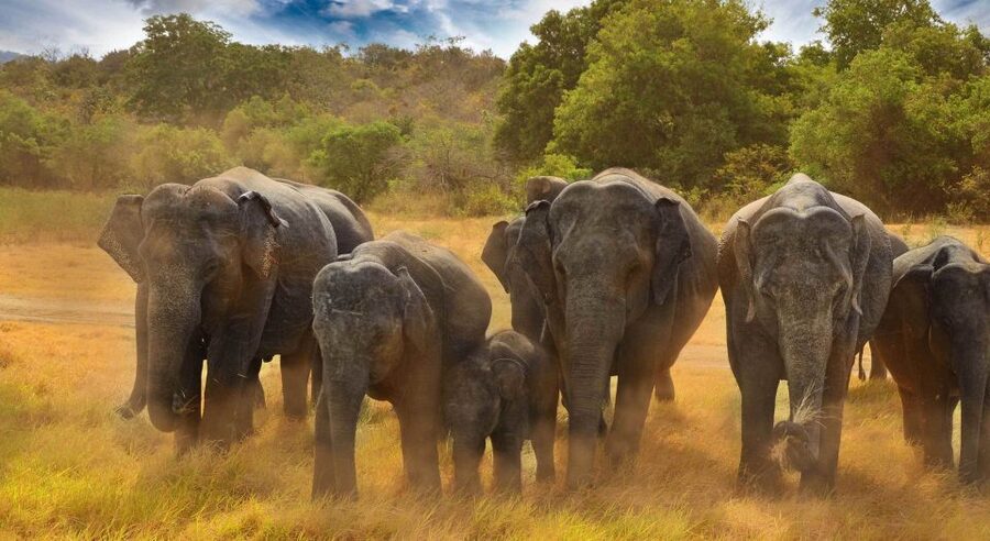 All-Inclusive Minneriya National Park Afternoon Safari - Is $95 per person a fair price?