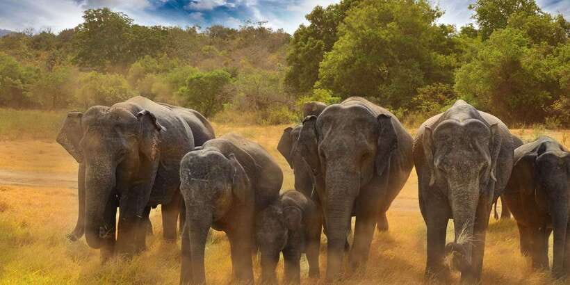 All-Inclusive Minneriya National Park Afternoon Safari - A small picnic and the human side of the trip