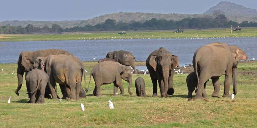 All-Inclusive Minneriya National Park Afternoon Safari - The afternoon pickup from five Sri Lankan towns