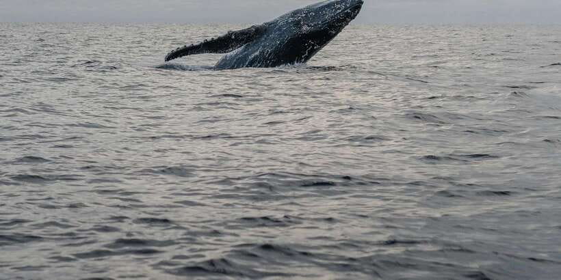 All Inclusive Mirissa Whale and Dolphin Watching Boat Ride - Booking details and useful planning notes