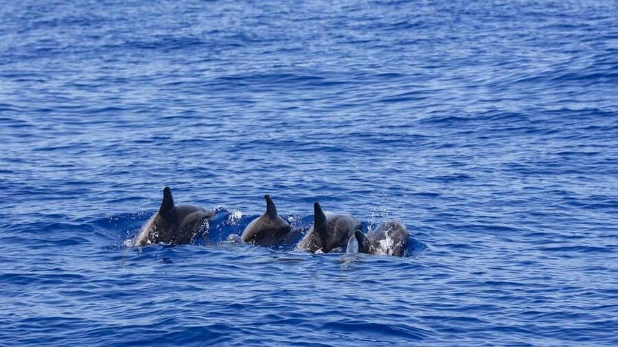 All Inclusive Mirissa Whale & Dolphin Watching + Snorkeling - Who will enjoy this experience most?