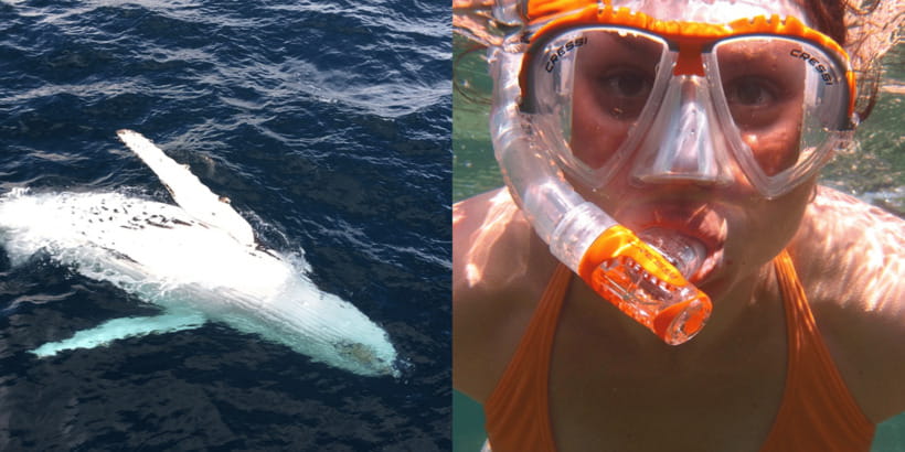 All Inclusive Mirissa Whale & Dolphin Watching + Snorkeling - Whale watching and the question of boat behavior