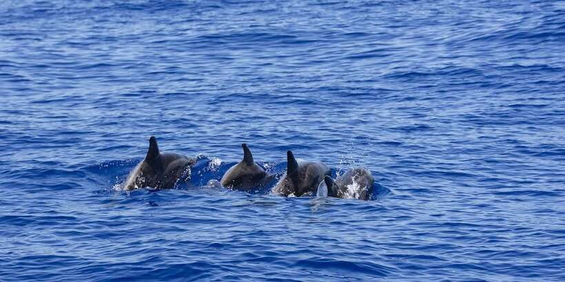 All Inclusive Mirissa Whale & Dolphin Watching + Snorkeling - Snacks, water, and the long morning afloat
