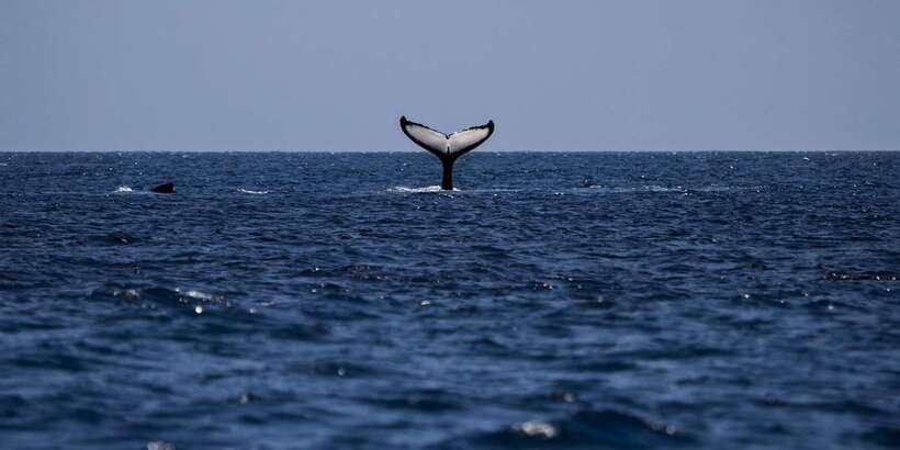 All Inclusive Mirissa Whale & Dolphin Watching + Snorkeling - Turtle snorkeling for about 1.5 hours