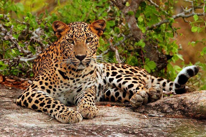All inclusive Private jeep safari at Yala National park - From Colombo to Yala: a very long day