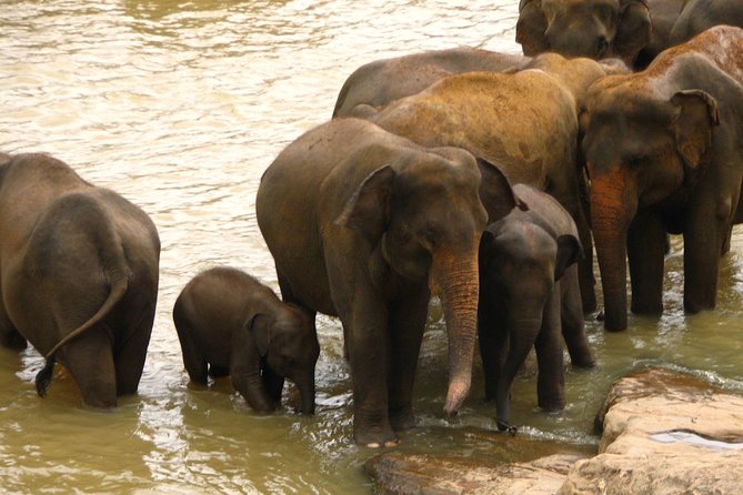 All inclusive Private jeep safari at Yala National park - What the feedback tells you about the risks