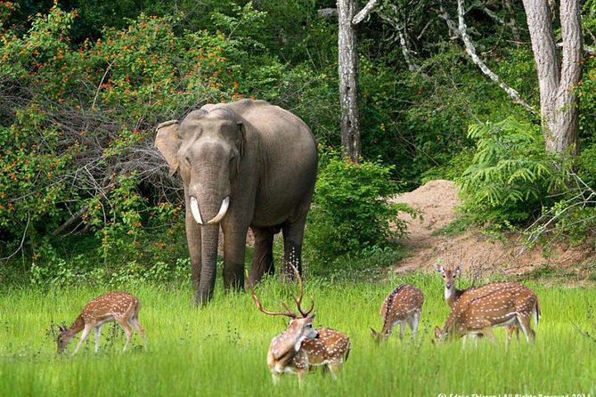 All inclusive Private jeep safari at Yala National park - What your private vehicle arrangement includes