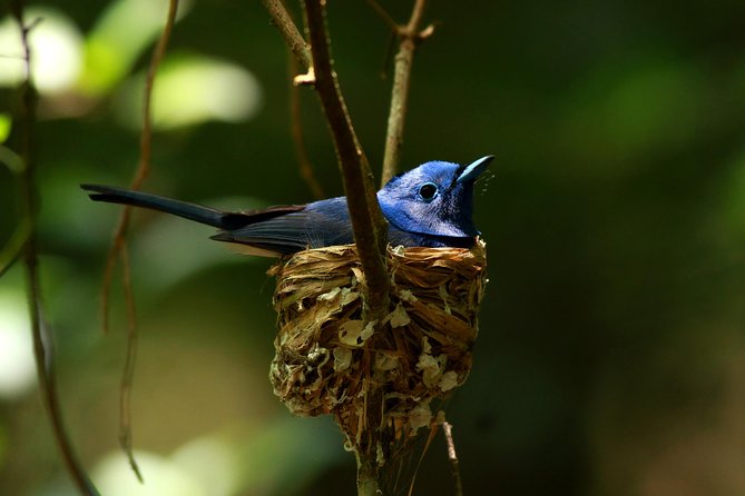 All Inclusive - Private Overnight Rain forest adventure in Sinharaja - Key points before you book