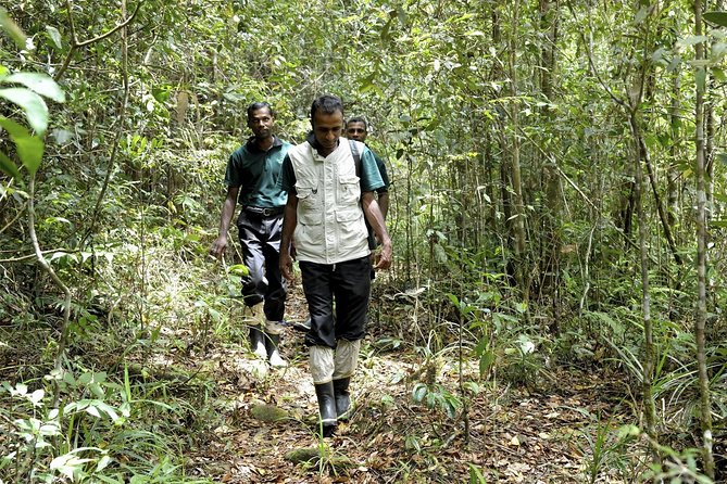 All Inclusive - Private Overnight Rain forest adventure in Sinharaja - The four-hour drive from Colombo or Negombo