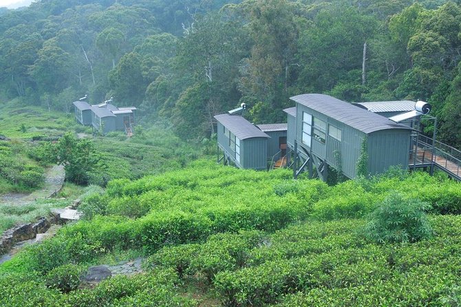 All Inclusive - Private Overnight Rain forest adventure in Sinharaja - Lunch and check-in at the eco lodge