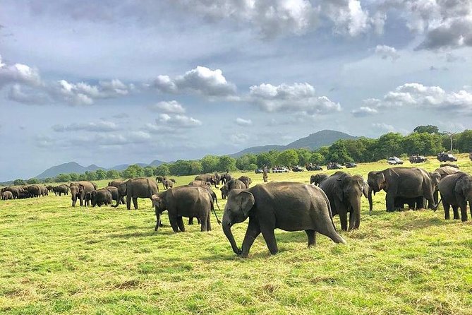 All Inclusive Private Safari in Minneriya National Park - Why Minneriya Is a Good Place to See Elephants