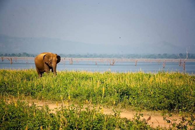 All Inclusive Private Safari in Minneriya National Park - Watching the Elephants Around Minneriya Tank