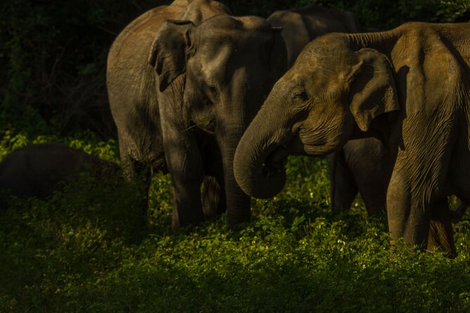 All Inclusive Private Safari in Minneriya National Park - The 2:30 P.M. Game Drive Begins
