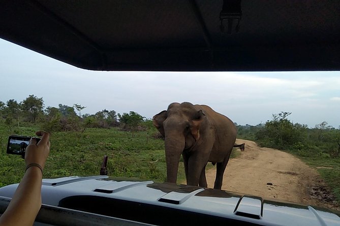 All Inclusive Udawalawe National Park Safari Day Tour from Colombo and Negombo - Why Udawalawe works for a one-day safari