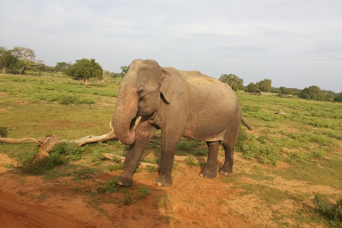 All Inclusive Udawalawe National Park Safari Day Tour from Colombo and Negombo - What the three-hour Udawalawe safari feels like