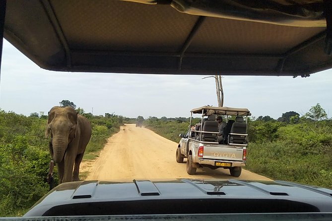 All Inclusive Udawalawe National Park Safari Day Tour from Colombo and Negombo - The elephant factor