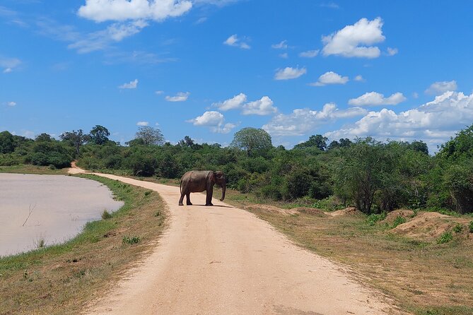 All Inclusive Udawalawe National Park Safari Day Tour from Colombo and Negombo - Who will enjoy this most