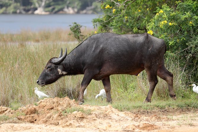 All Inclusive Wilpattu National Park Day Tour From Anuradhapura - Why Wilpattu makes a strong day trip from Anuradhapura