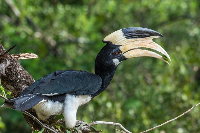 All Inclusive Wilpattu National Park Day Tour From Anuradhapura - A Sri Lankan rice and curry lunch
