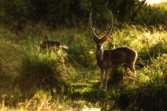 All Inclusive Wilpattu National Park Day Tour From Anuradhapura - The guides can shape the mood of the day