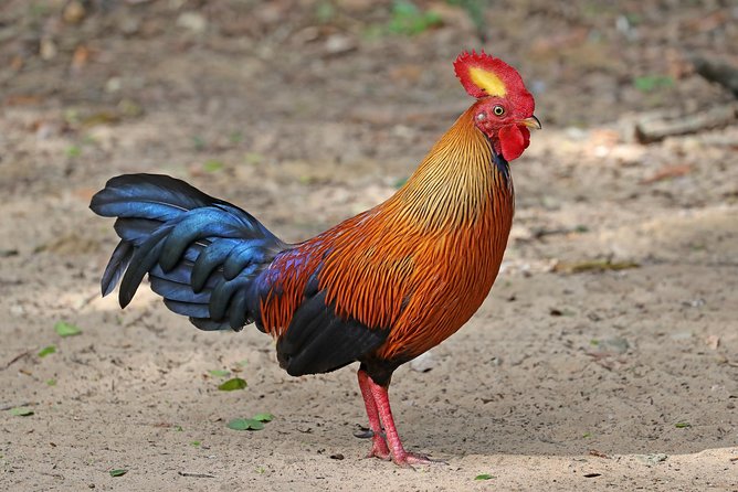 All Inclusive Wilpattu National Park Day Tour From Anuradhapura - The 6:30 am pickup and private jeep