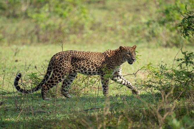 All Inclusive Yala National Park Jeep Safari from Colombo - Key points at a glance