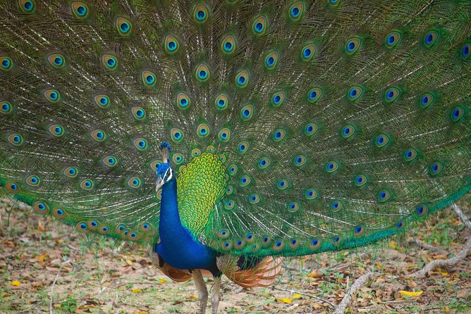 All Inclusive Yala National Park Jeep Safari from Colombo - Why Yala is worth the long ride from Colombo