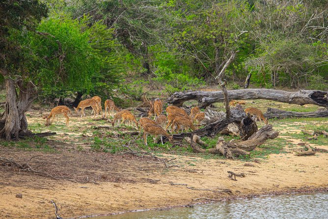 All Inclusive Yala National Park Jeep Safari from Colombo - Forest, scrub, lagoons, and open grassland