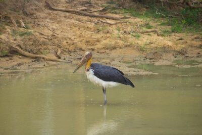 All Inclusive Yala National Park Jeep Safari from Colombo