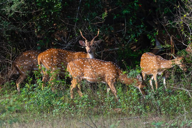 All Inclusive Yala National Park Jeep Safari from Colombo - Sri Lankan rice and curry at midday