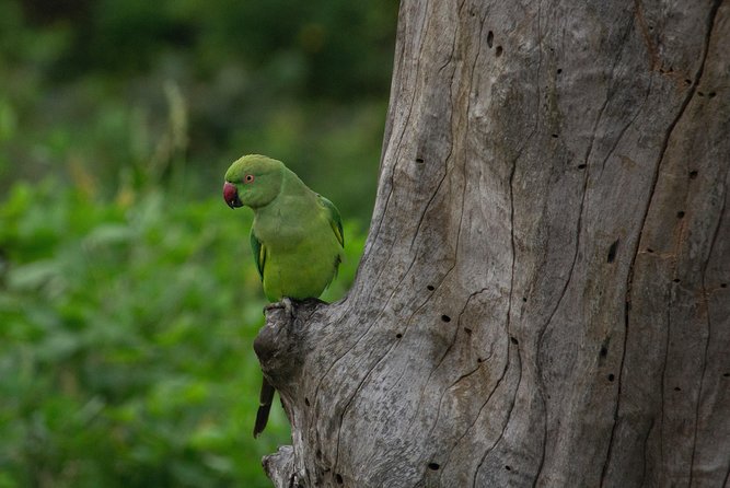 All Inclusive Yala National Park Jeep Safari from Colombo - What the all-inclusive price really buys