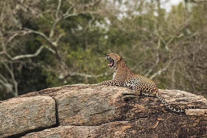 All Inclusive Yala National Park Jeep Safari from Colombo - Blue Lanka Tours and the human side of the trip