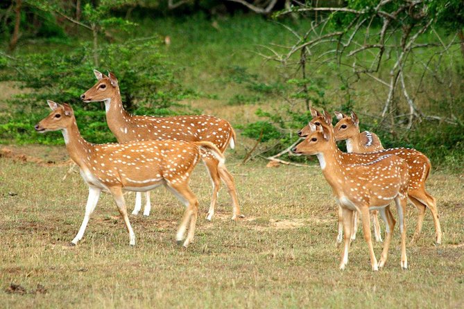 All Inclusive Yala National Park Jeep Safari from Colombo - Who will enjoy this 13-hour safari most?