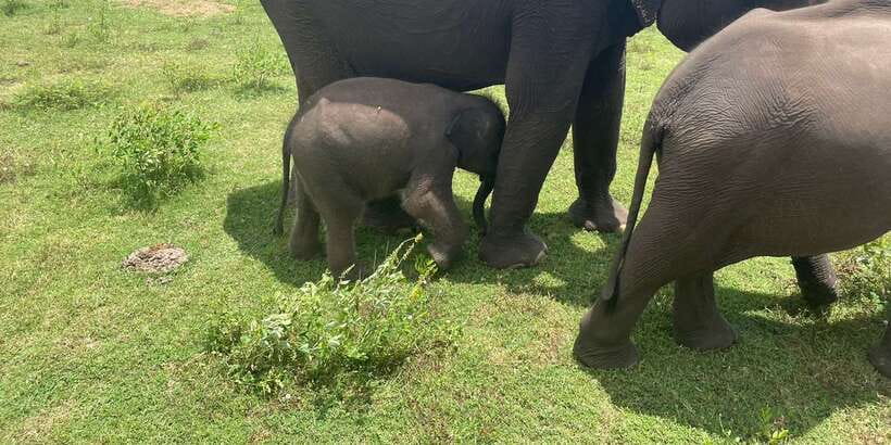 All inclussive Udawalawa National Park Safari From Colombo - Key points before you book