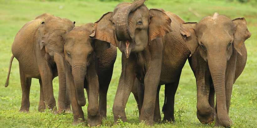 All inclussive Udawalawa National Park Safari From Colombo - Practical ways to improve the day