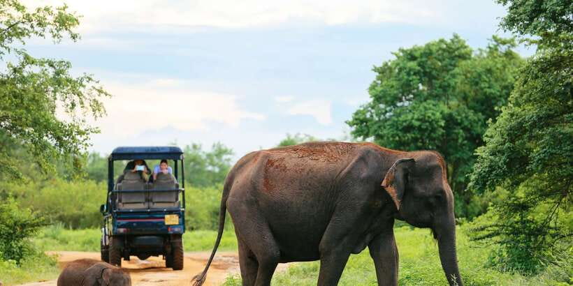 All inclussive Udawalawa National Park Safari From Colombo - Why Udawalawe is worth the road trip