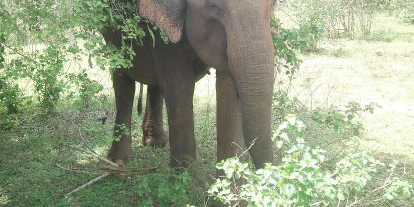 All inclussive Udawalawa National Park Safari From Colombo - Three hours among elephants and birds